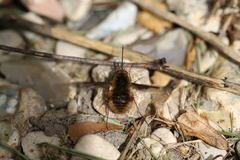 Bombylius major