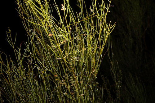 Image of Leptomeria drupacea by (c) Greg Tasney, some rights reserved (CC BY-SA)