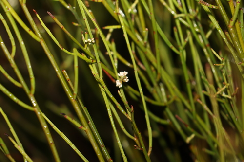 Image of Leptomeria drupacea by (c) Greg Tasney, some rights reserved (CC BY-SA)