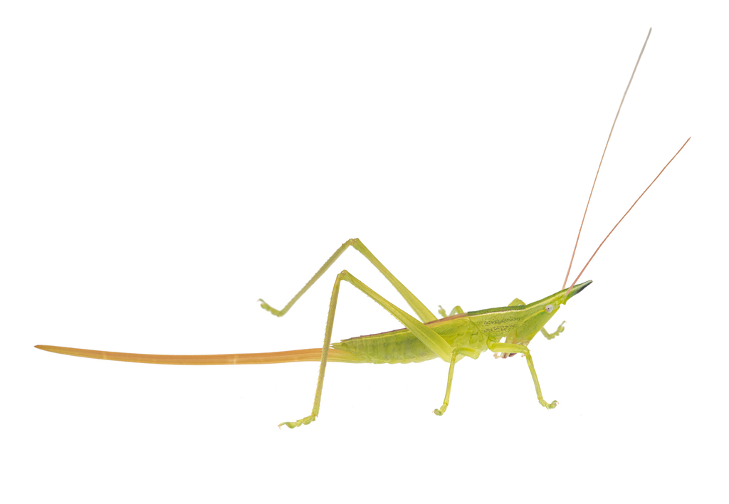 Pseudorhynchus raggei