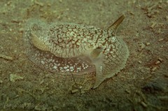 Pleurobranchaea maculata