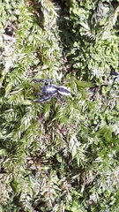 Pseudicius encarpatus