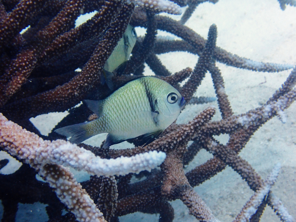 Reticulate dascyllus