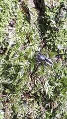 Pseudicius encarpatus