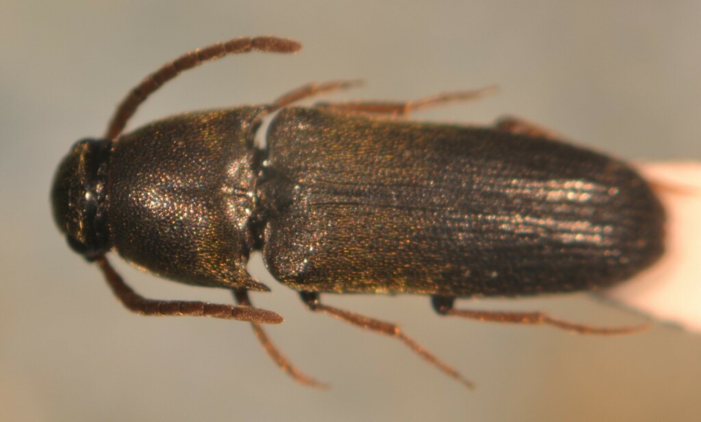 Hylis procerulus