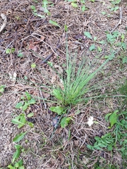 Allium schoenoprasum
