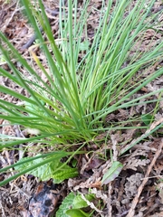 Allium schoenoprasum