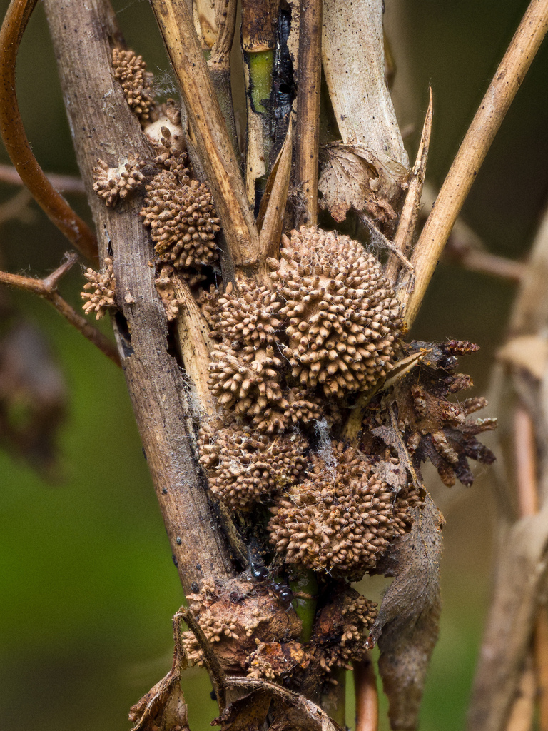 Echinodothis tuberiformis