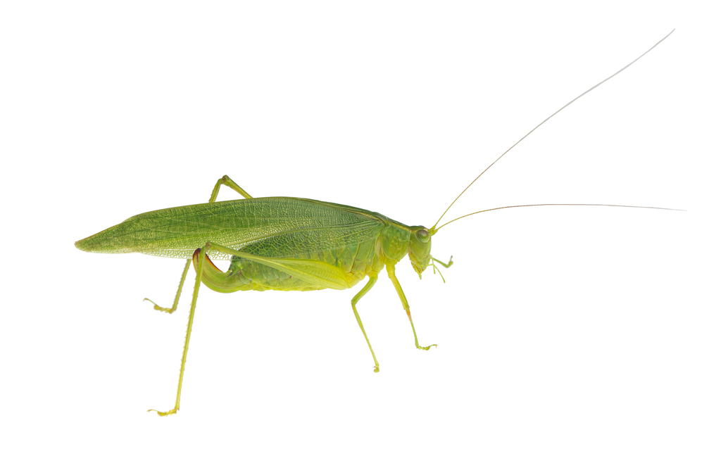 Agnapha