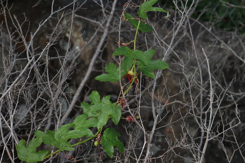 Passiflora cinnabarina (Passiflora cinnabarina)