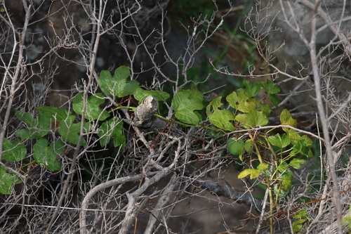 Image of Passiflora cinnabarina by (c) Greg Tasney, some rights reserved (CC BY-SA)