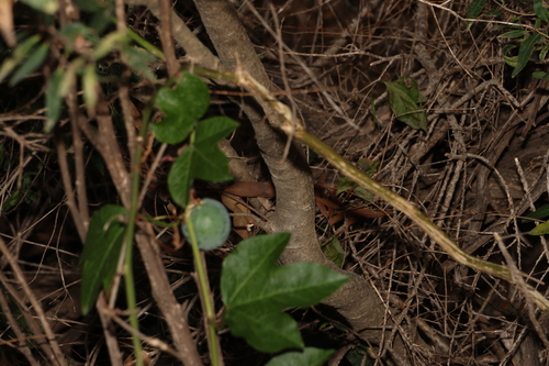 Image of Notelaea ligustrina by (c) Greg Tasney, some rights reserved (CC BY-SA)