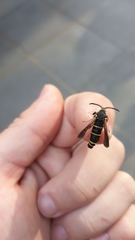 Paranthrene tabaniformis