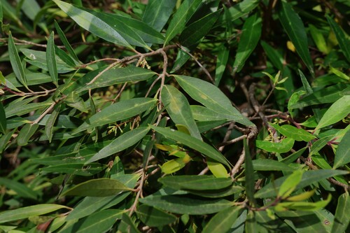 Image of Notelaea ligustrina by (c) Greg Tasney, some rights reserved (CC BY-SA)