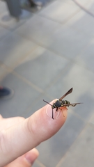 Paranthrene tabaniformis