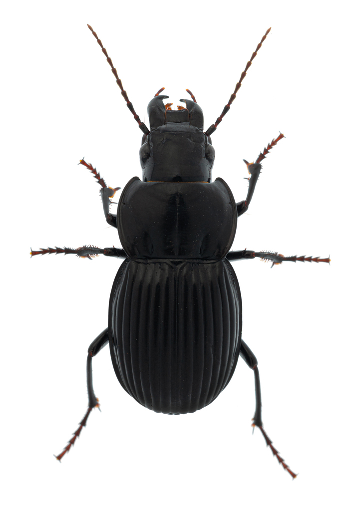 Cratogaster