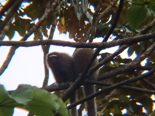 Ornate Titi