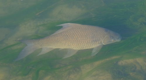 Kalbasu-labeo (Labeo calbasu) — Cyprinidae