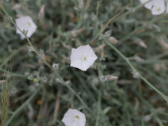 Convolvulus prostratus