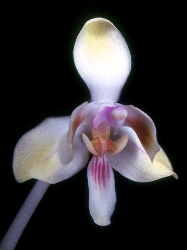 Celebensis Orchid