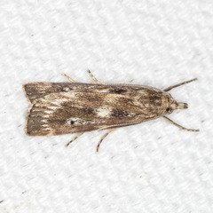 Occidentalia comptulatalis