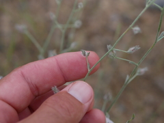 Convolvulus prostratus