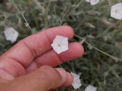 Convolvulus prostratus