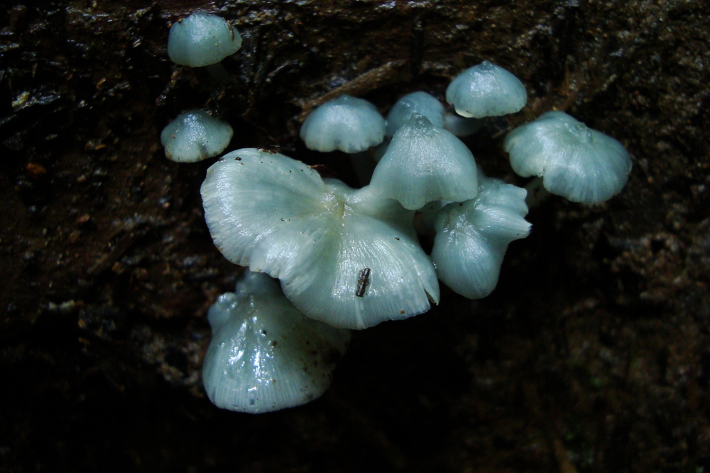 Clitocybula azurea · January 2012 · photo: © hector_montero (iNaturalist, cc-by)