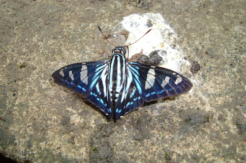 Phocides novalis
