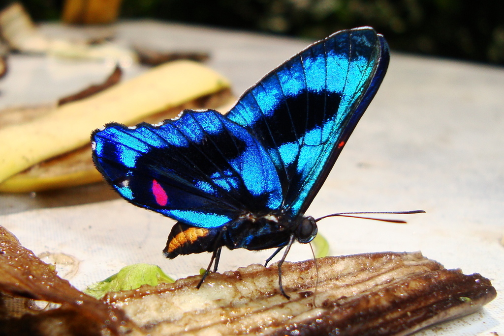 Ancyluris etias