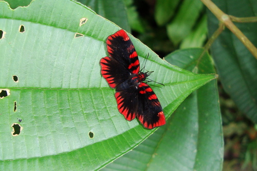 Blood Red Skipper