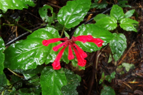 Scutellaria coccinea, photograph 3