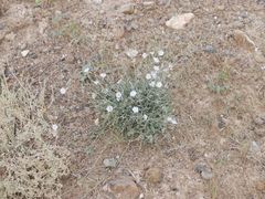Convolvulus prostratus