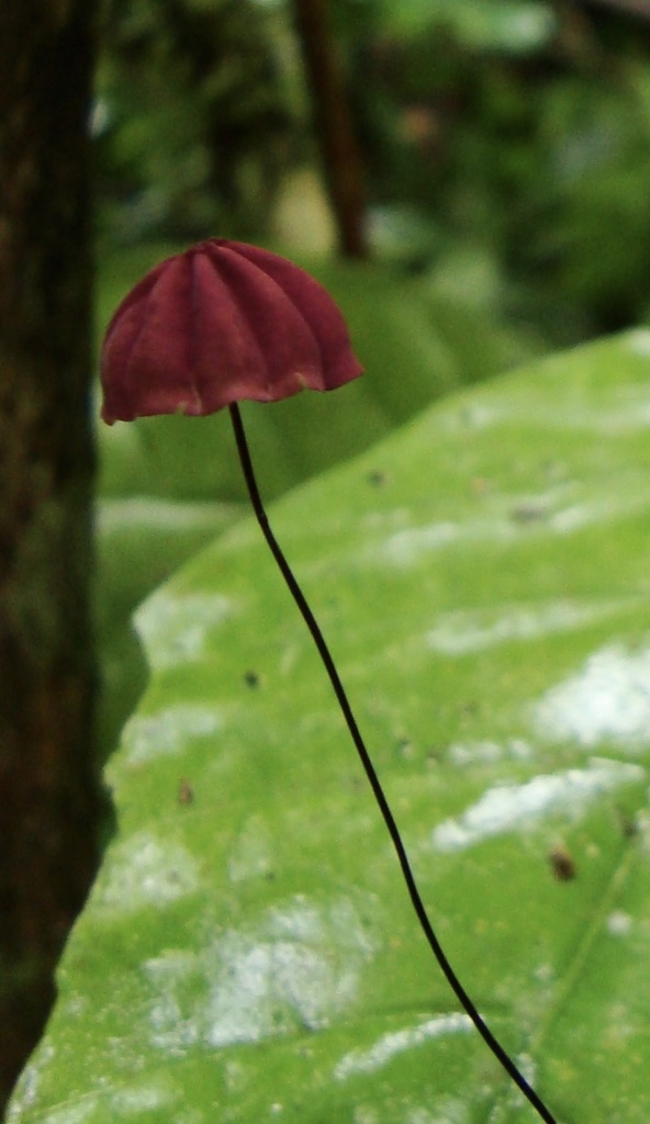 Marasmius haematocephalus · January 2012 · photo: © hector_montero (iNaturalist, cc-by)