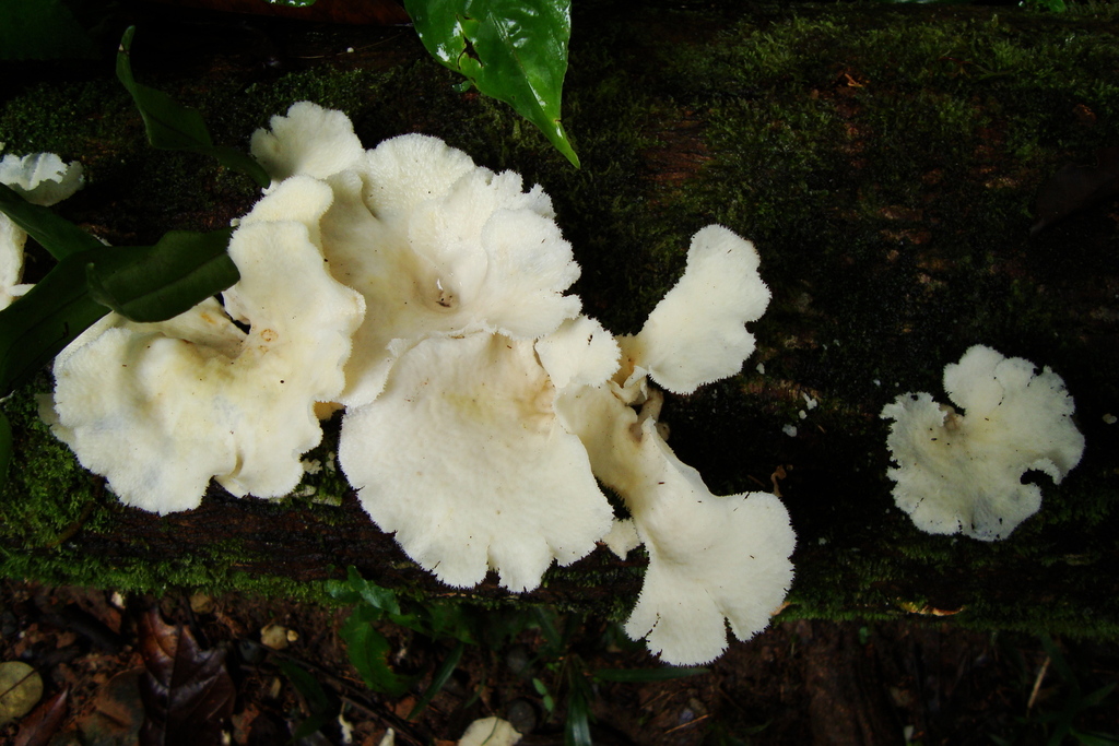 Favolus brasiliensis · January 2012 · photo: © hector_montero (iNaturalist, cc-by)