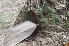 Sphenomorphus indicus