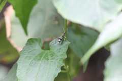 Chlorophorus signaticollis