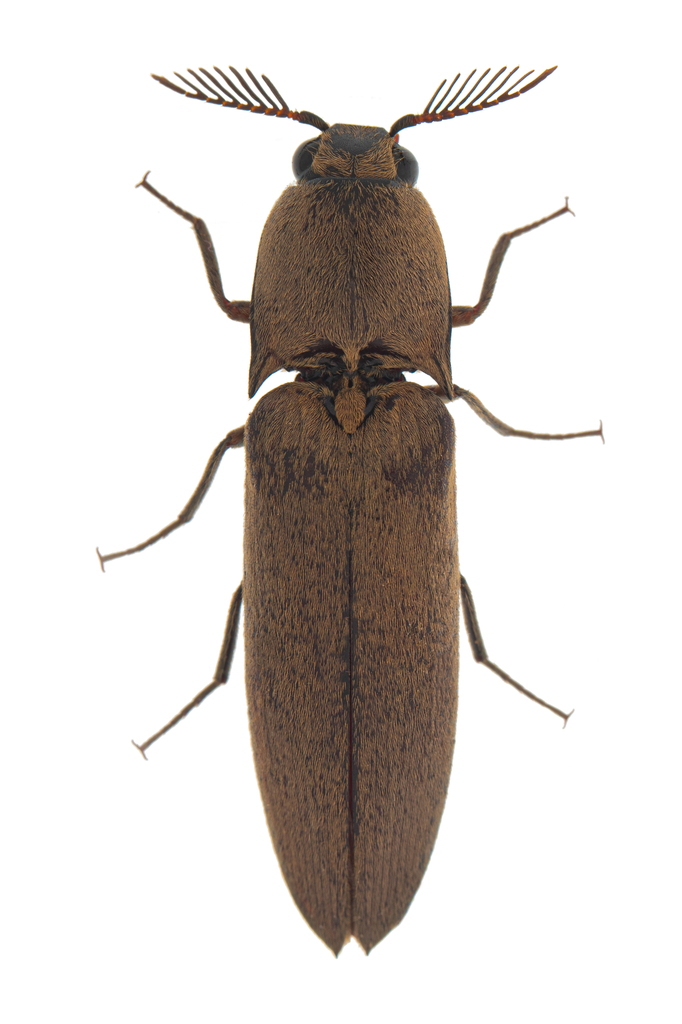 Ludioctenina