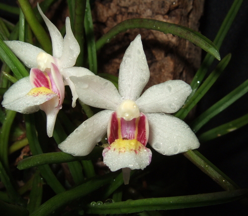 Holcoglossum flavescens