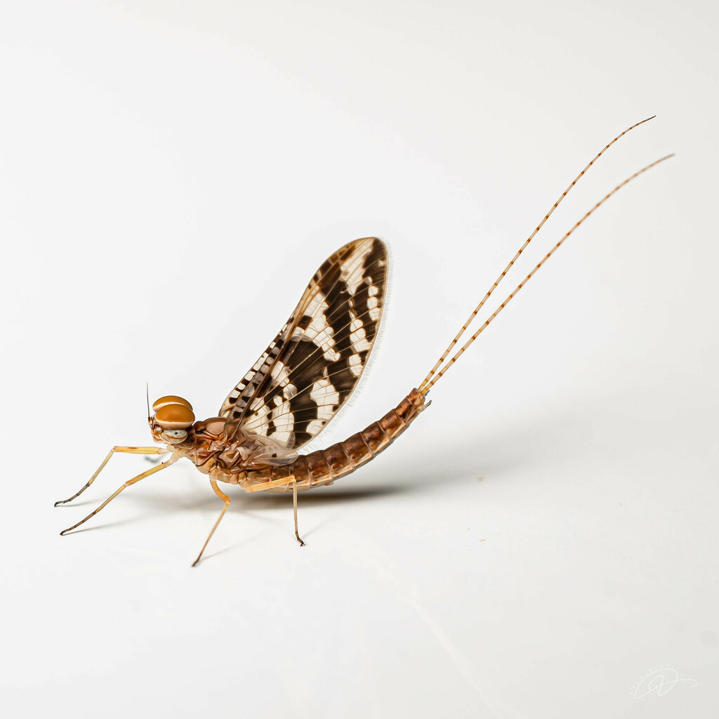 Callibaetis fasciatus