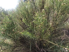 Baccharis boliviensis