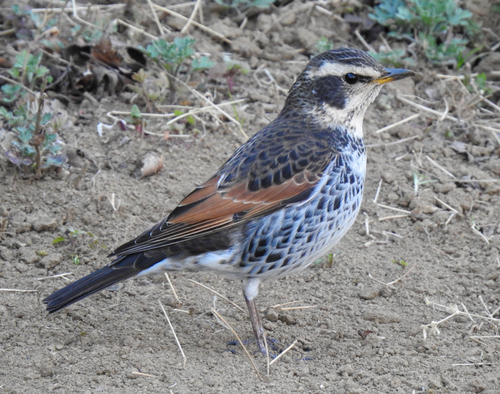 Dusky Thrush, Aoba Ward, Yokohama, Kanagawa, Japan, photo 9 of 10