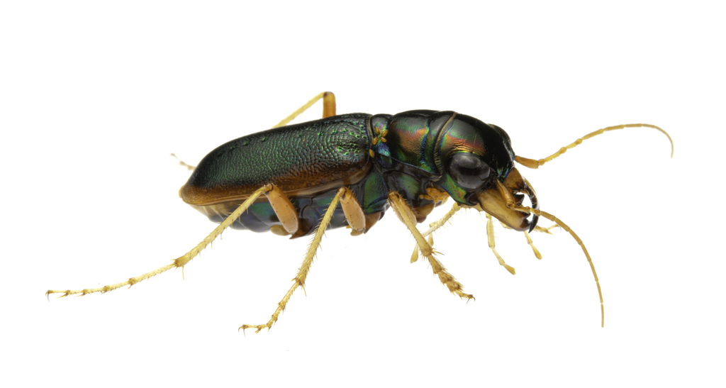 Australicapitona
