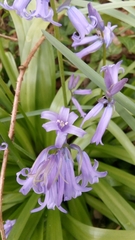 Hyacinthoides non-scripta