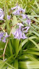 Hyacinthoides non-scripta
