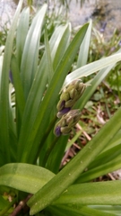 Hyacinthoides non-scripta