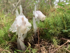 Monotropastrum humile glaberrimum