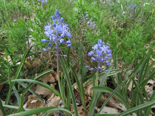 Scilla lakusicii