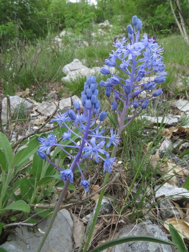 Scilla lakusicii