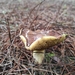 Beneklisünger Mantarı (Suillus collinitus)